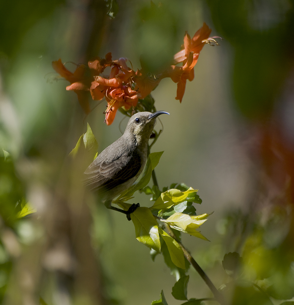 Lilafärgad solfågel (Nectarinia asiatica)