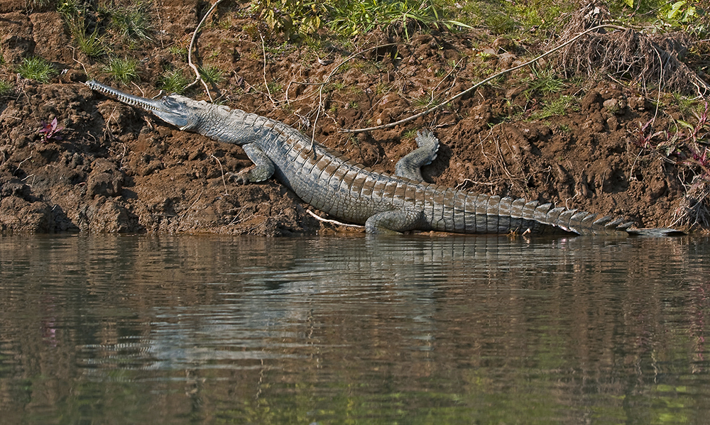 Chitwan nationalpark: Gavial