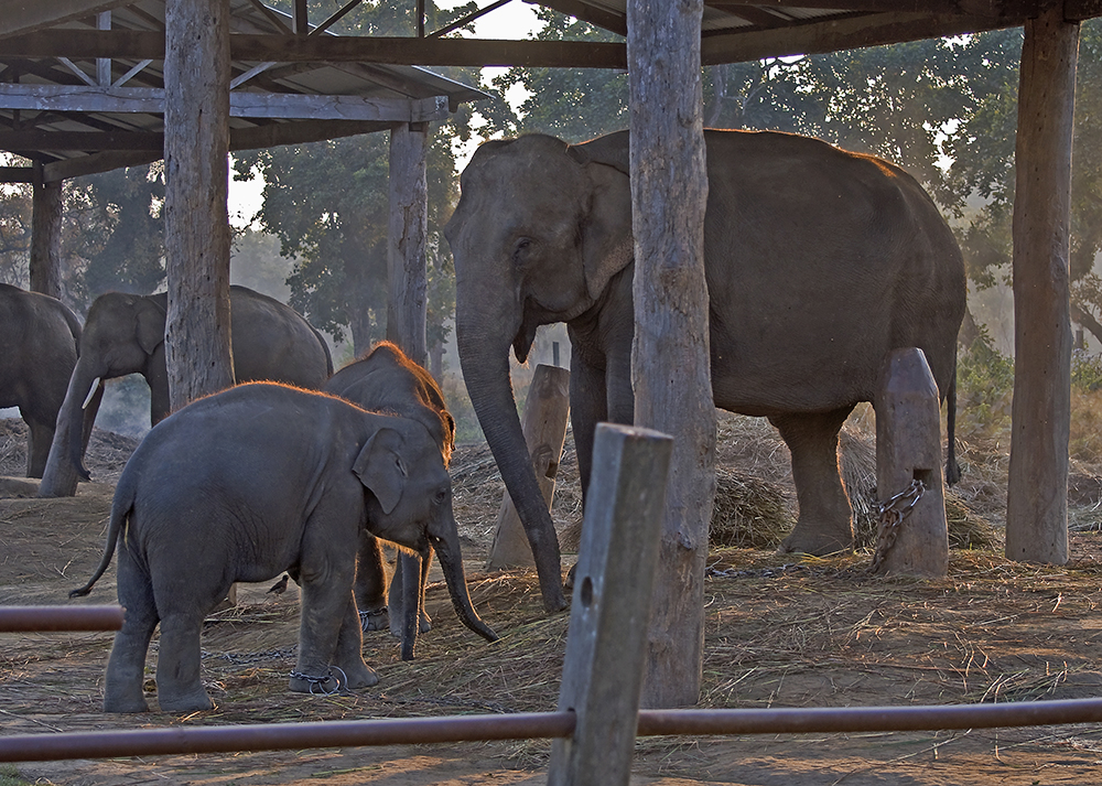 Chitwan nationalpark: Elefant