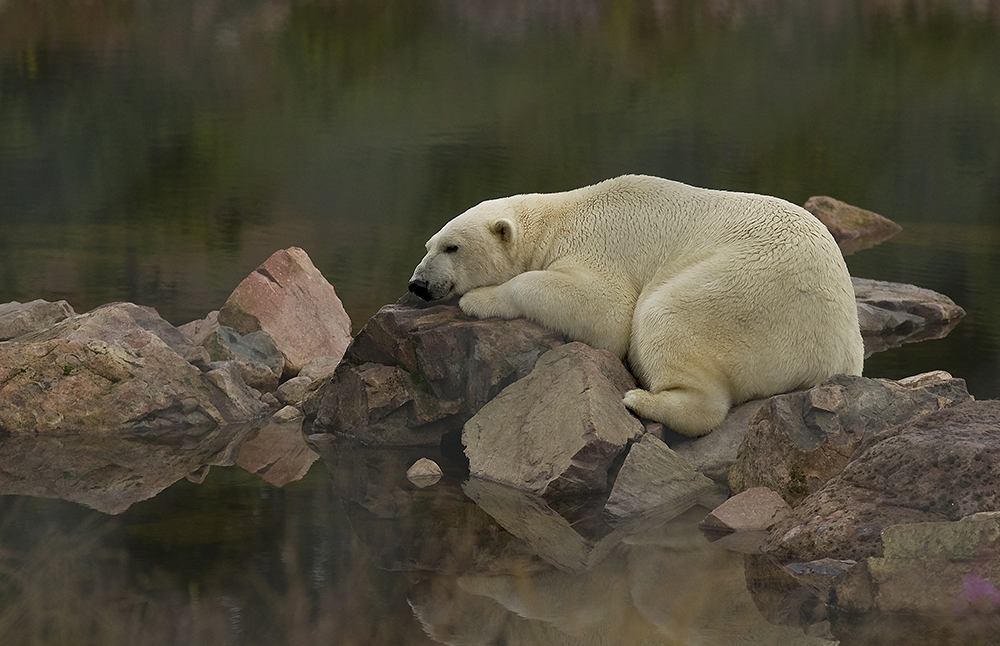 Isbjörn, Orsa Björnpark