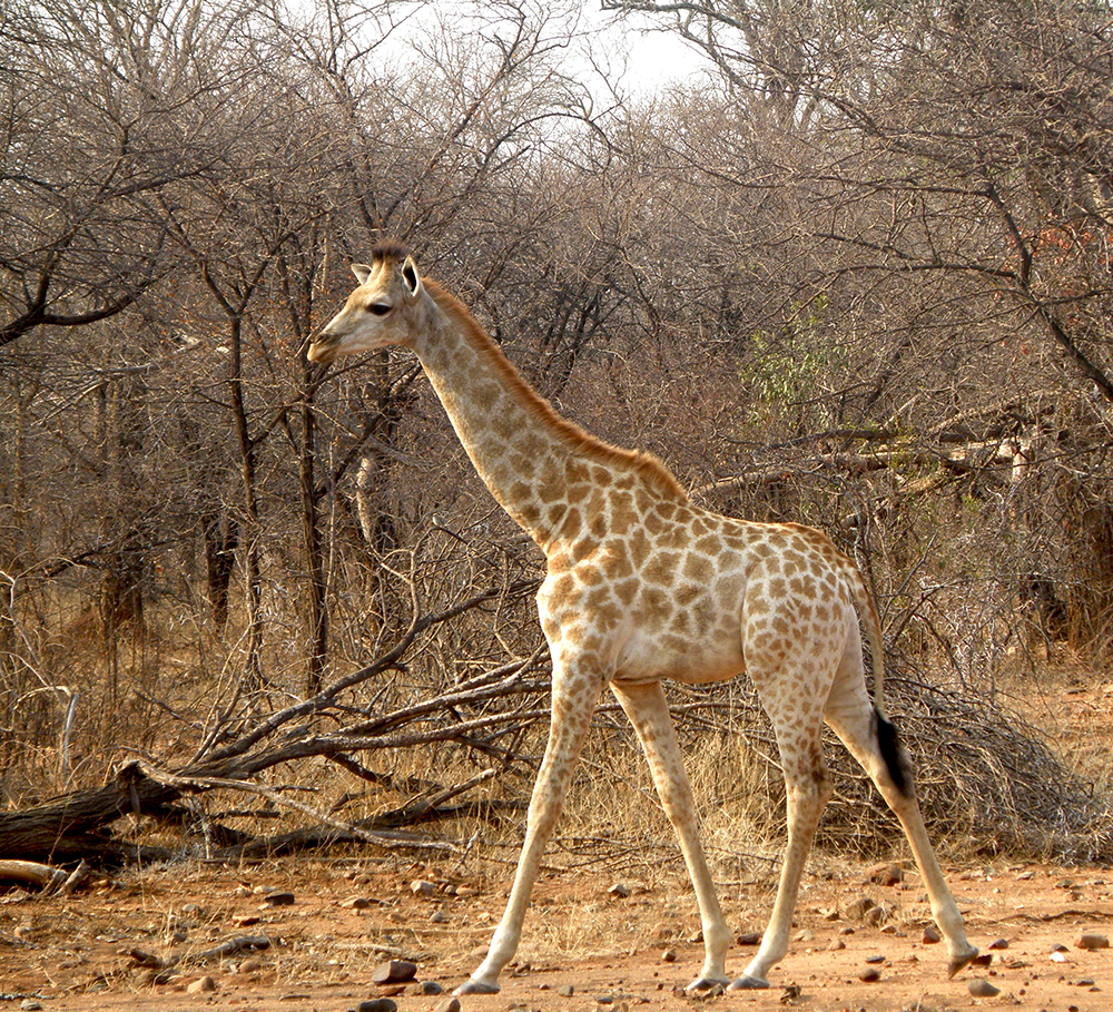 Giraffunge