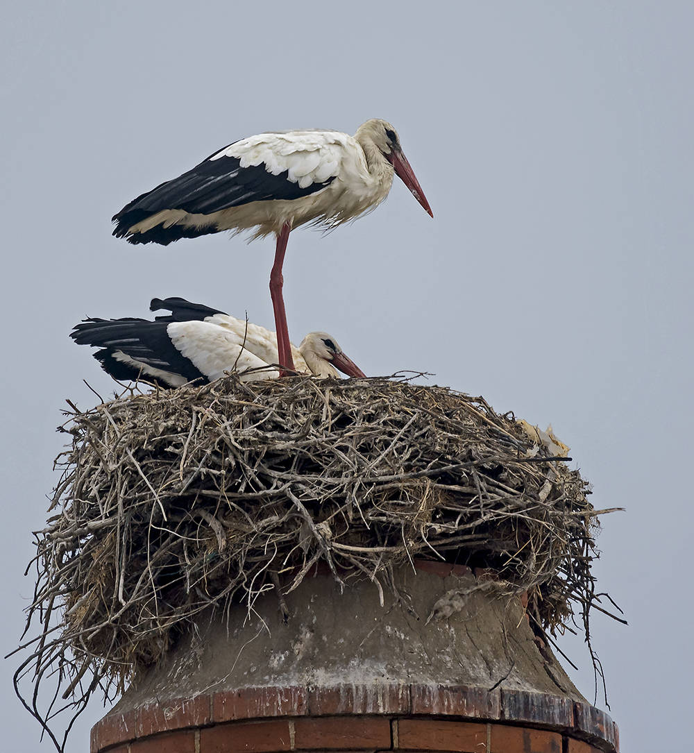 Portugal Faro: Vit stork