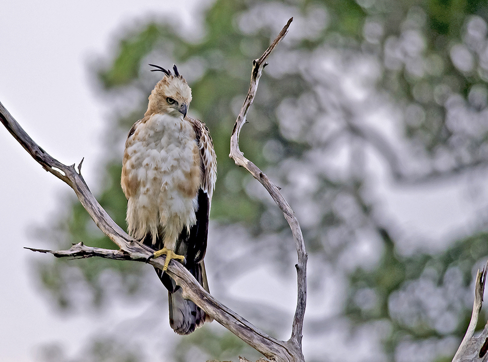Indisk tofsörn/Changeable hawk eagle (Spizaetus cirrhatus)